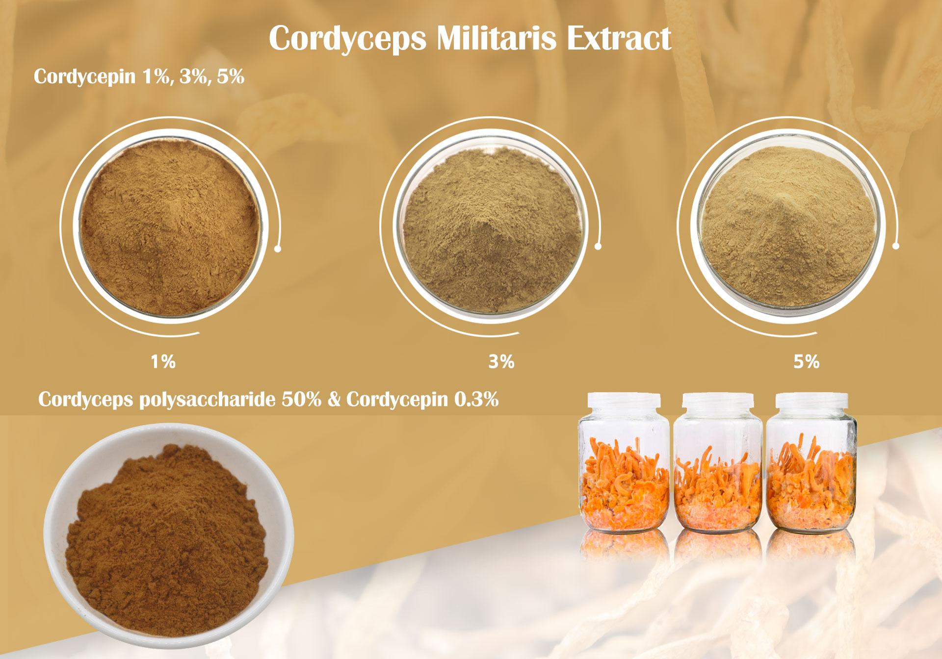 Cordyceps Militaris Extract